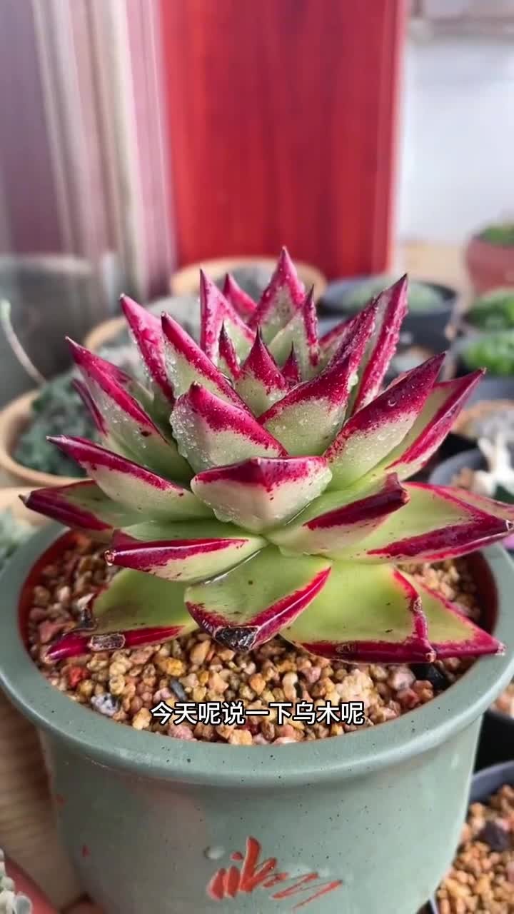 乌木的养护方式出来啦,还是老规矩,你们有不会养的多肉打在评论区