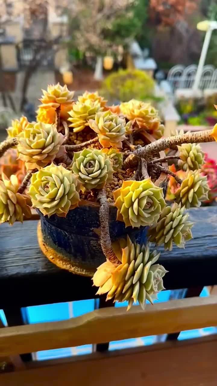 这十款适合在春季养的老桩多肉，快来看看你家有没有