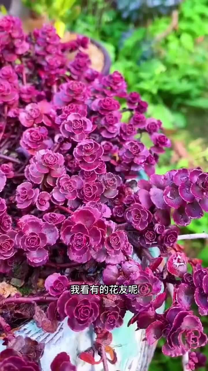小球玫瑰的养护方法来啦