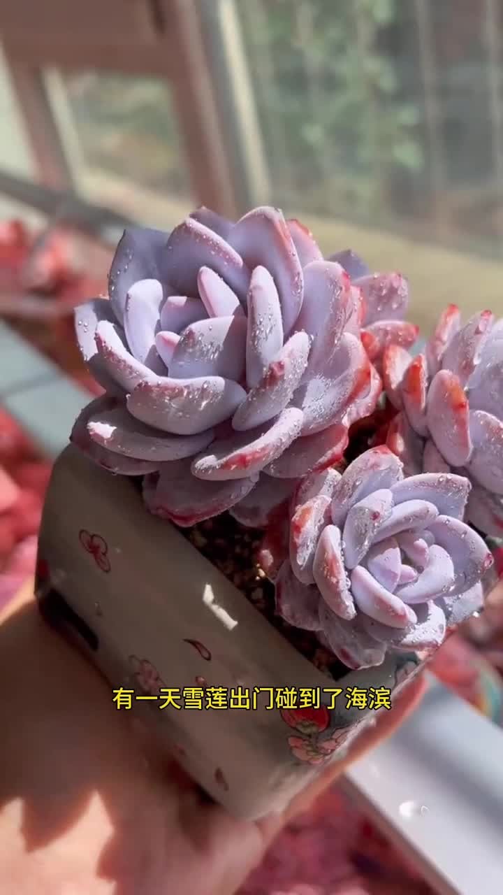 有时候大家觉的多肉长的很像,其实很多都是有血缘关系的