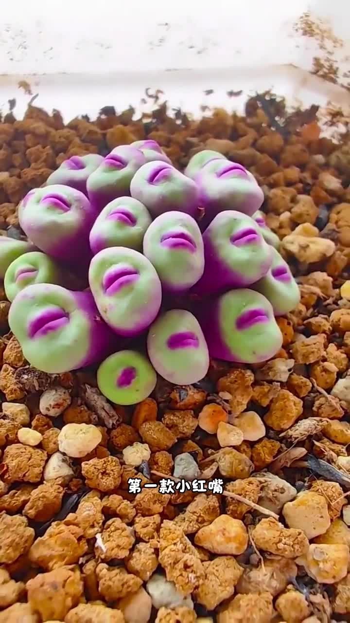 长得有点抽象的多肉，快来看看你见过没有？