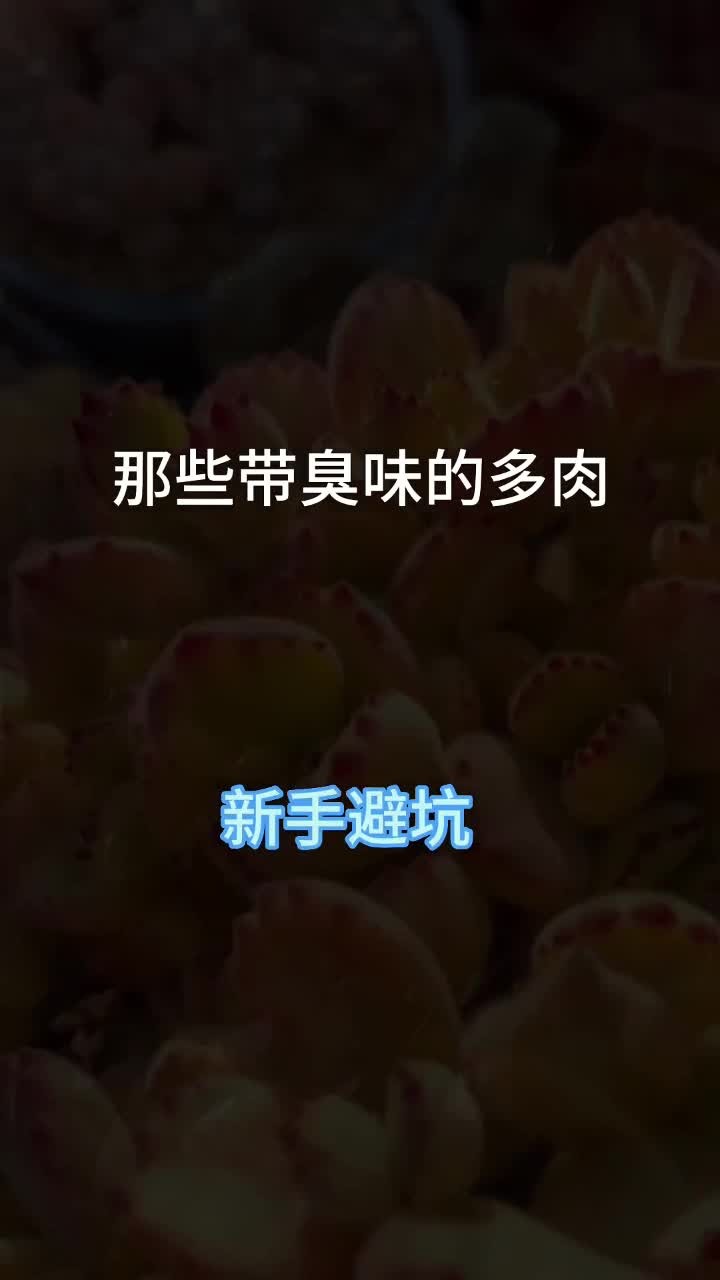 这些带味道的多肉你还知道几种?