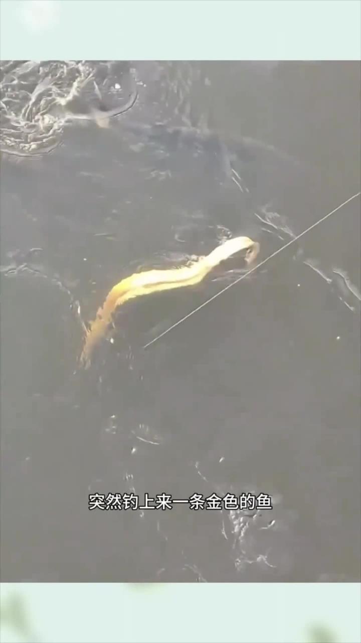 浑身都是金色的鱼