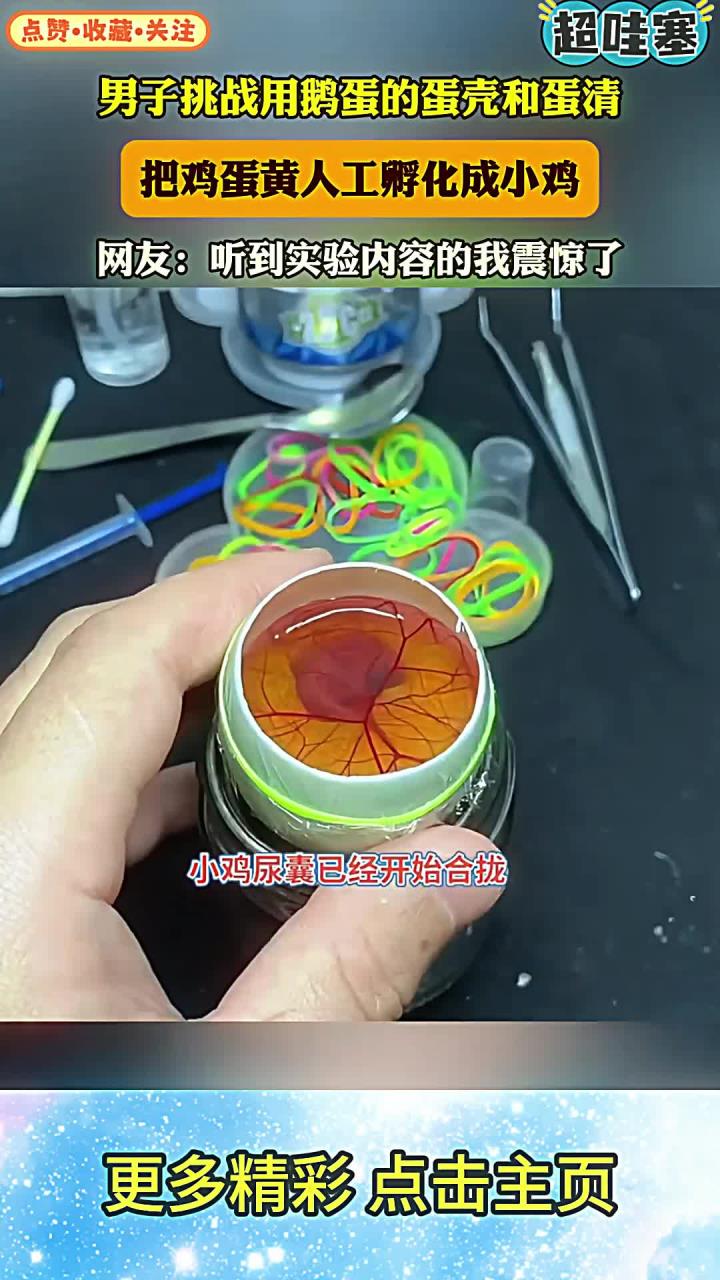 男子挑战用鹅蛋的蛋壳和蛋清，把鸡蛋黄人工孵化成小鸡