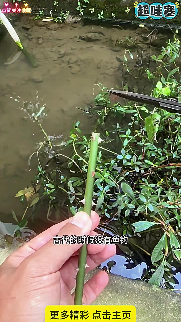 姜太公的鱼钩 姜太公的鱼钩