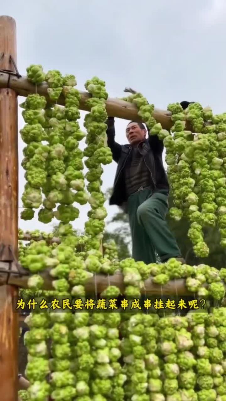 青菜头榨菜