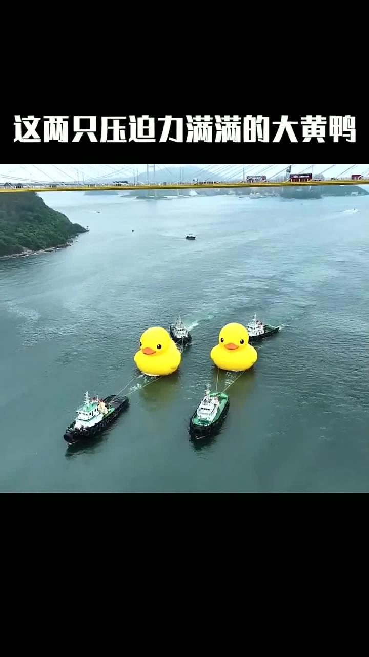 大黄鸭的惊喜来袭