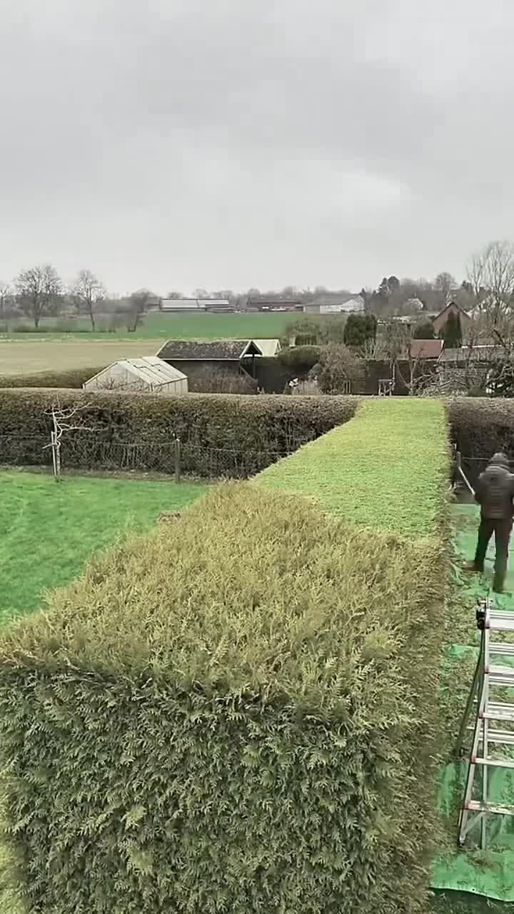 园林绿化植物造景解压视频,强迫症必看