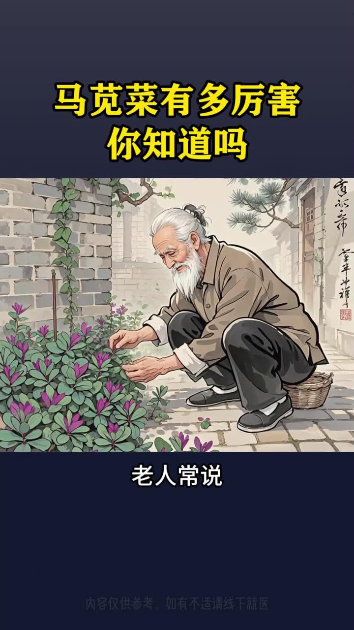 夏天常见的野菜马齿菜，又叫马齿苋、五行菜