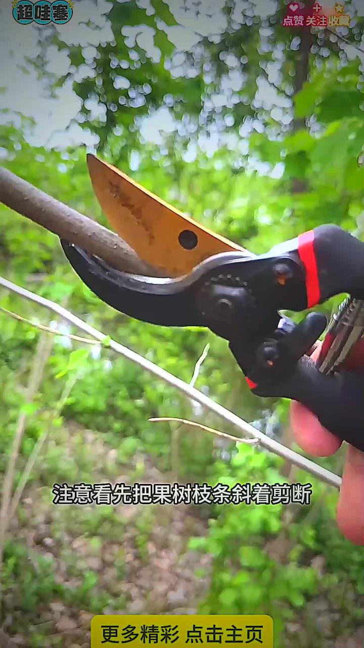 最流行的果树种植方法