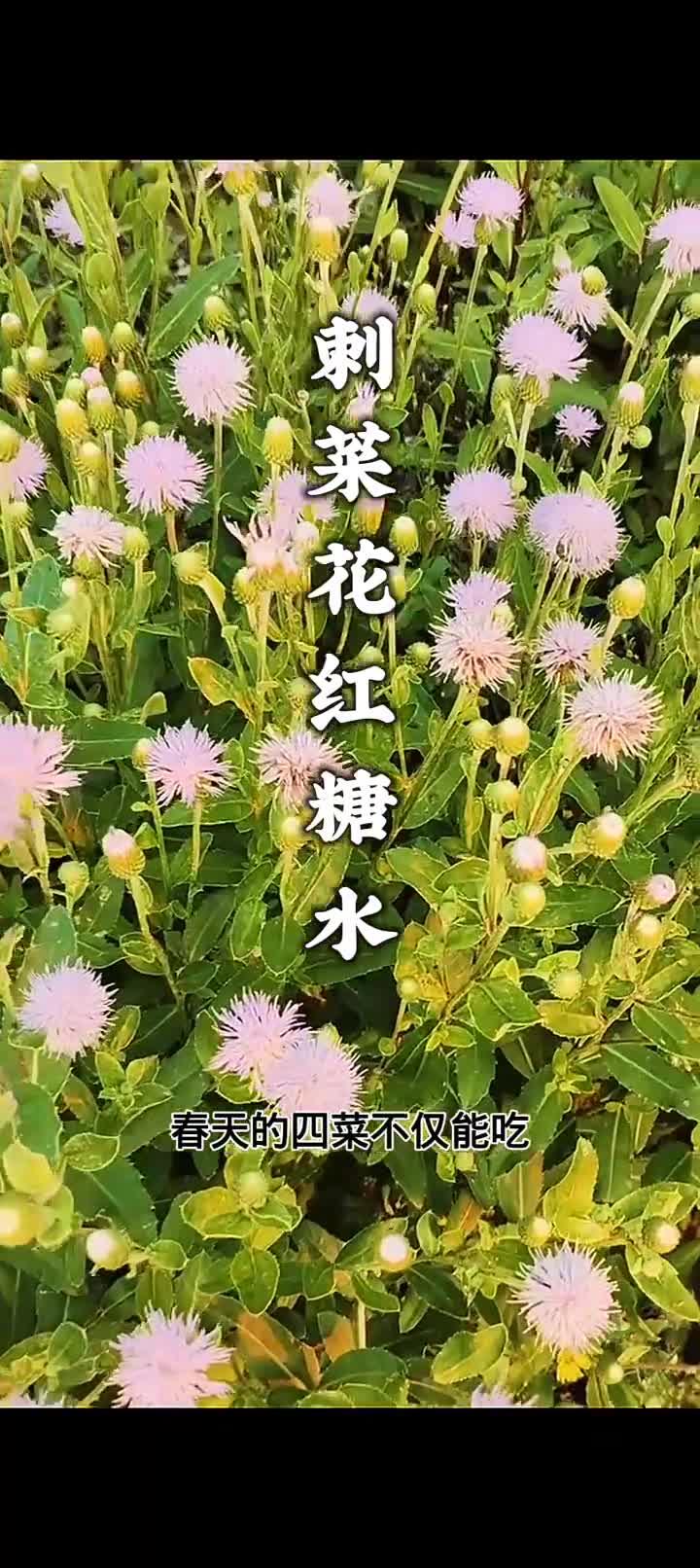 您知道刺菜吗，春天的刺菜不仅能吃，长大后可有大作用