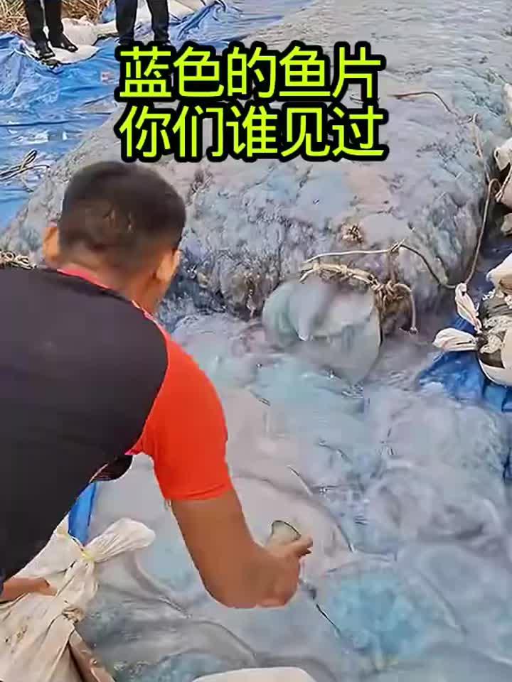 蓝色的鱼片儿,你们谁见过?