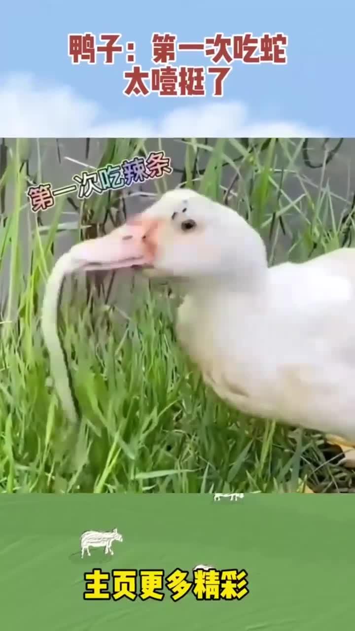鸭子：第一次吃蛇，太噎挺了！