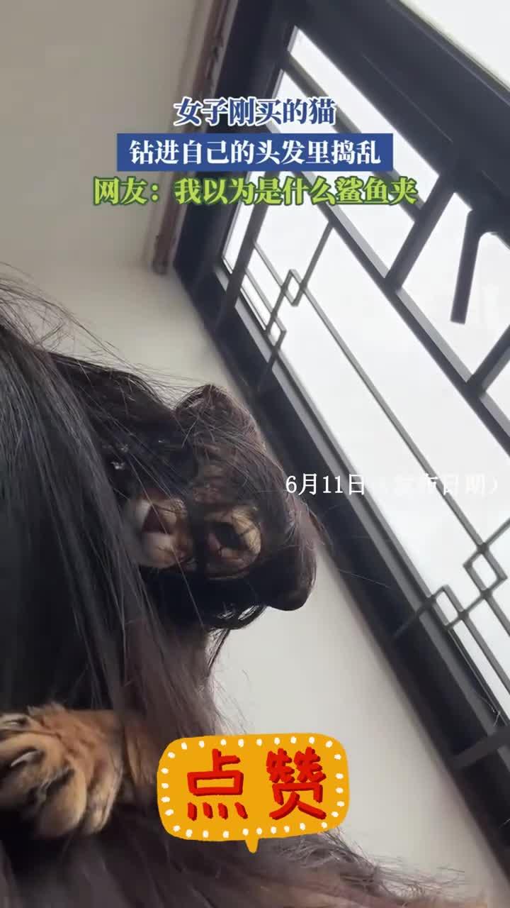 女子刚买的猫,钻进自己的头发里捣乱,网友:我以为是什么鲨鱼夹