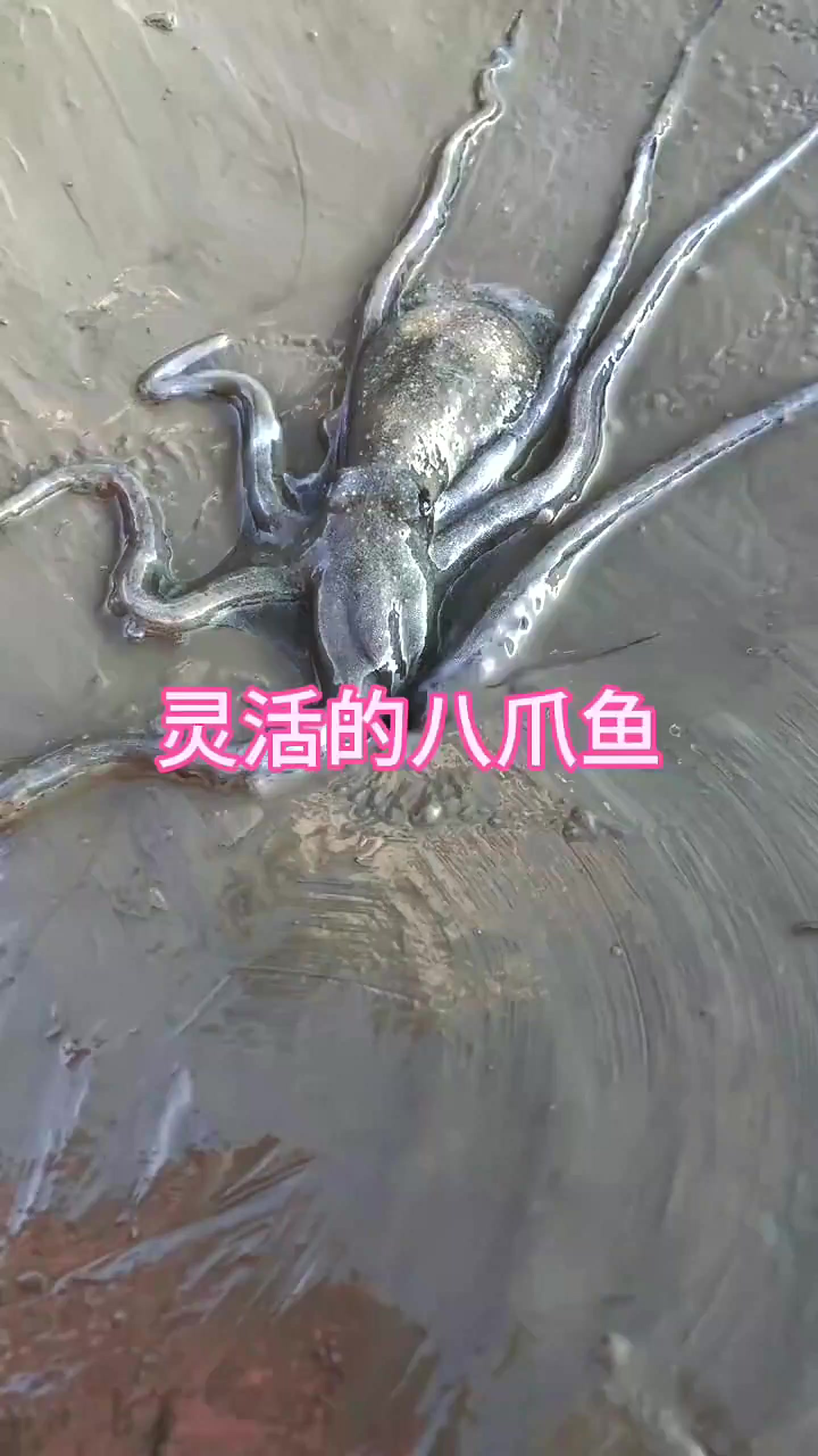 原来八爪鱼竟然生活在地下