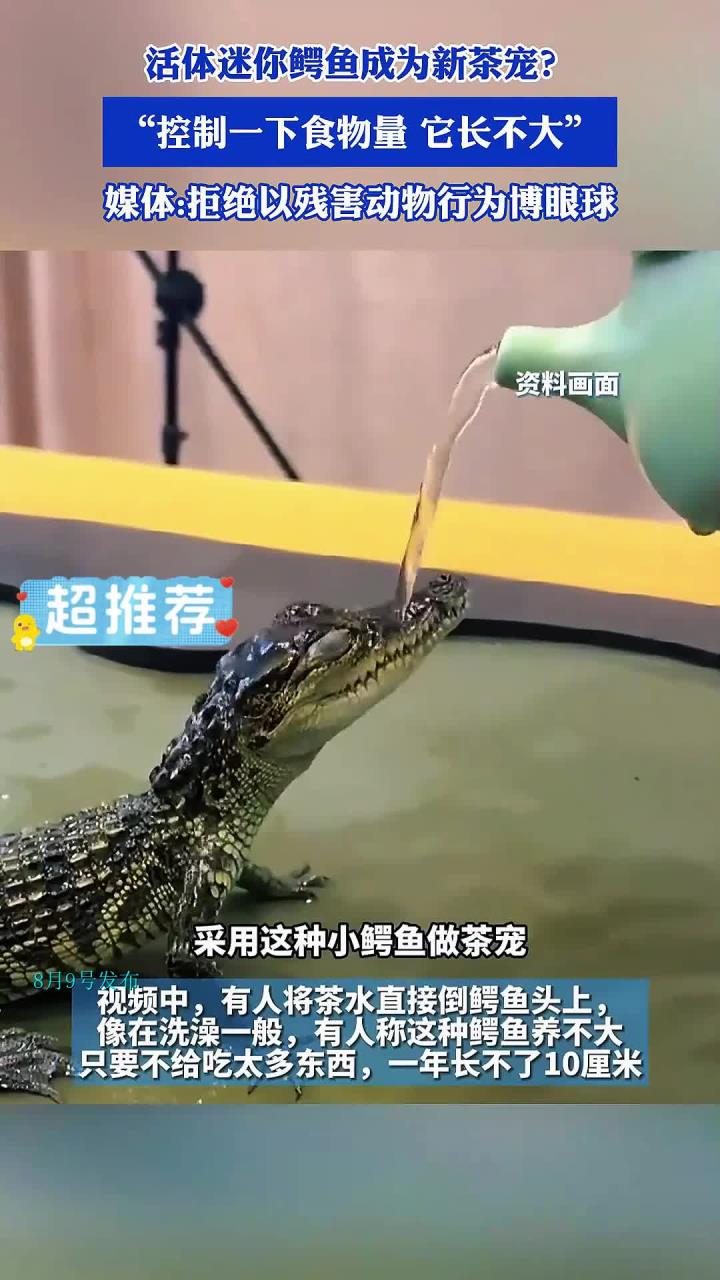 活体迷你鳄鱼成为新茶宠?媒体:拒绝以残害动物行为博眼球