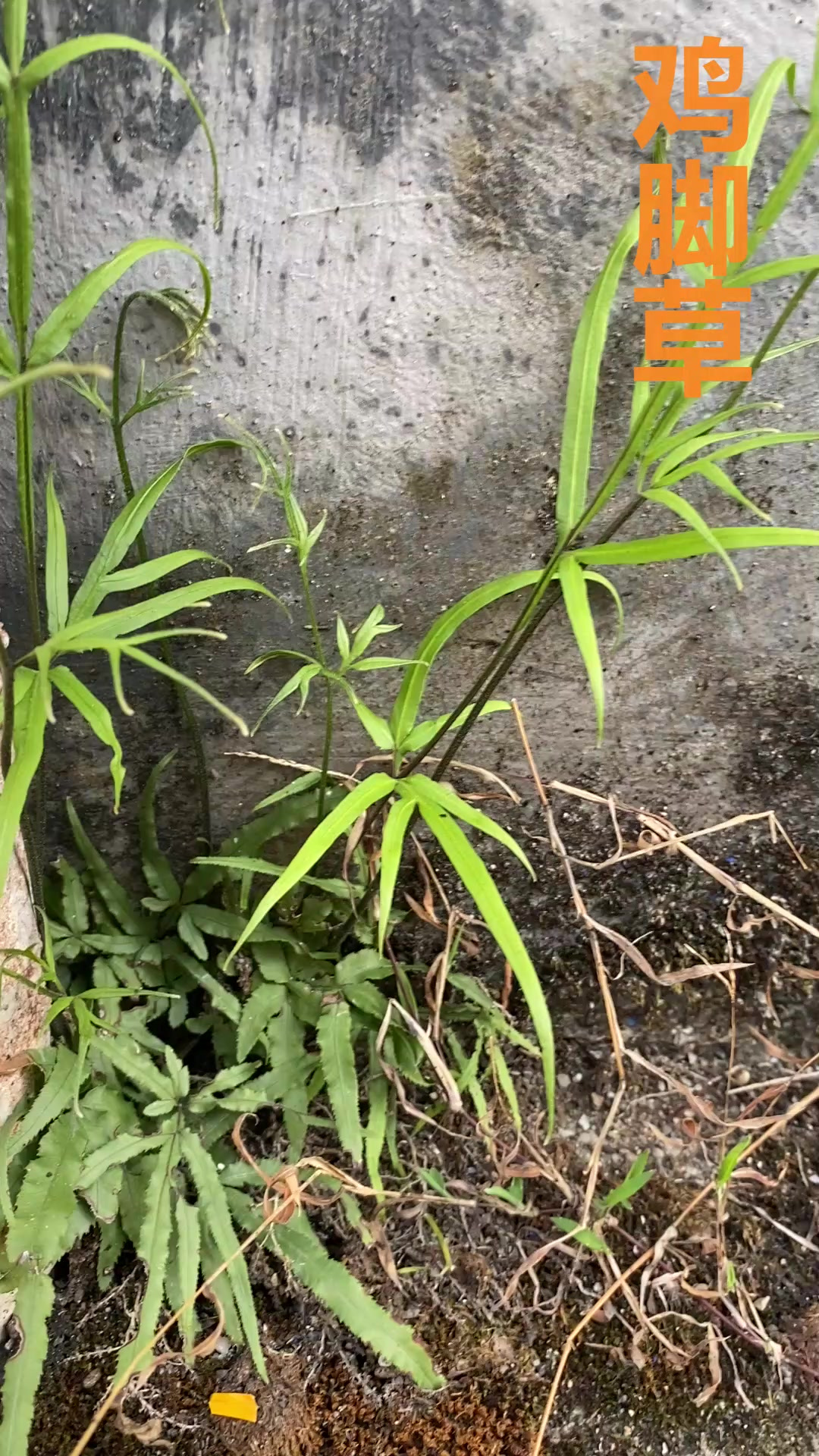 鸡脚草，真正懂它的人都知道它的好，需要时才知道很难找