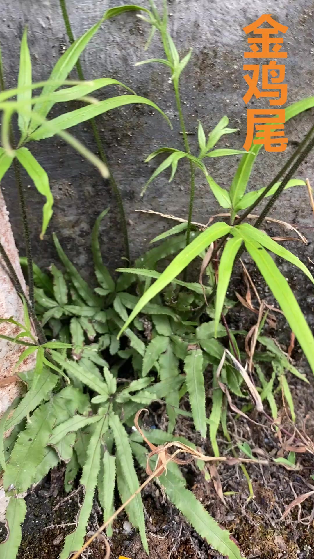 金鸡尾,它可不是普通的杂草,很多不知道它的好,赶紧认识下