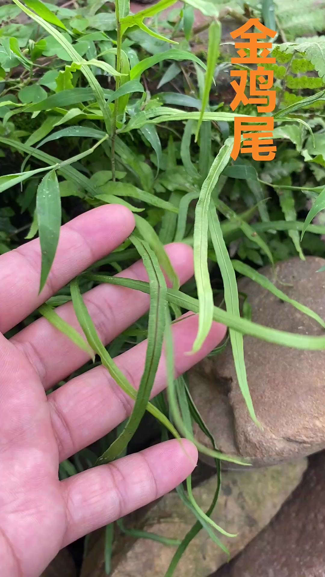 金鸡尾，以前没重视的草，现在追悔莫及