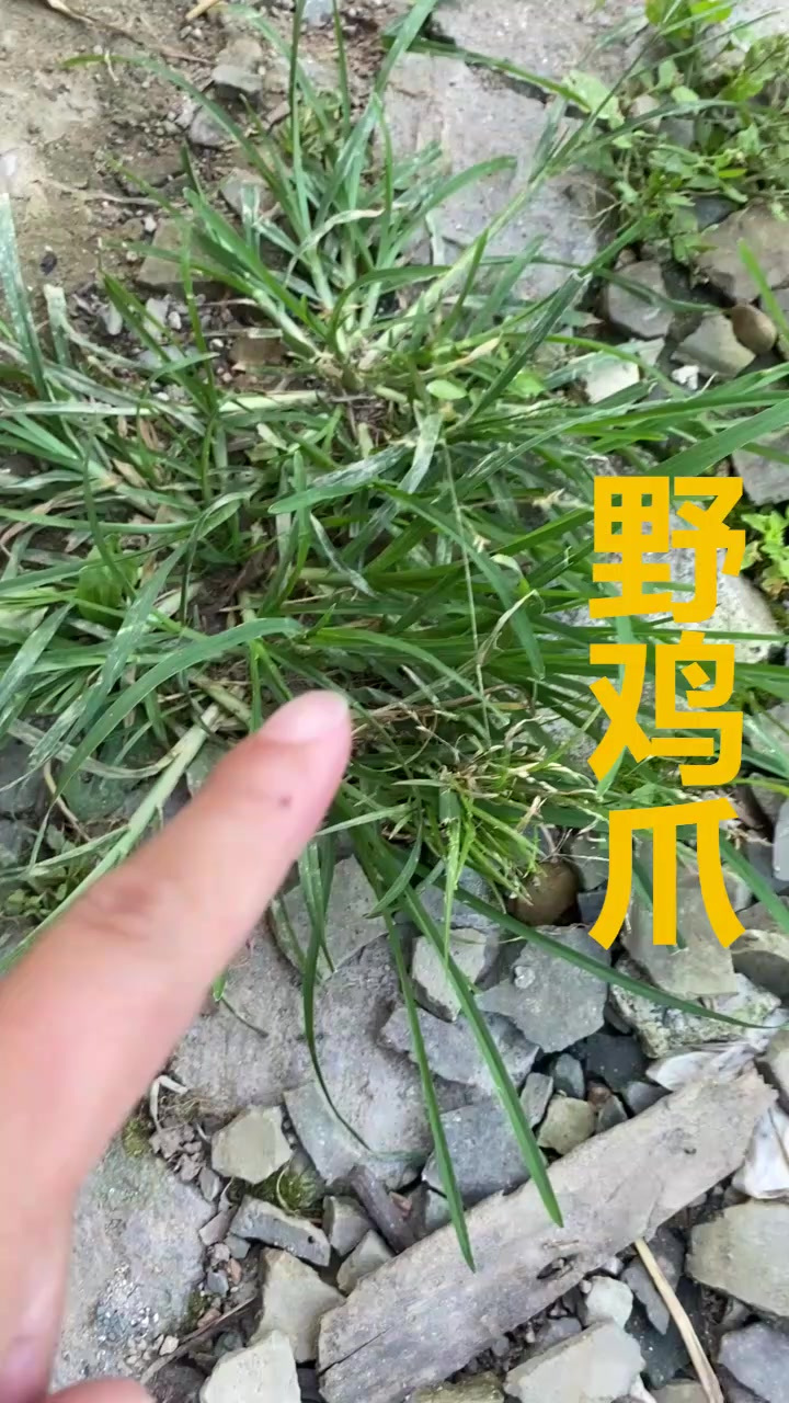 野鸡爪，被当作无价值的草，好得很，快了解