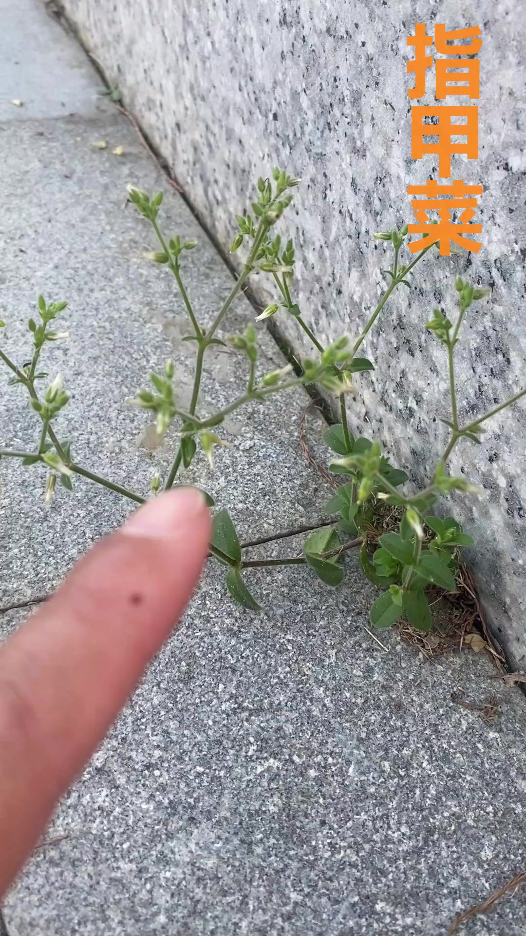 指甲菜，原来它有这么好，真可惜很多人不知道，来看看