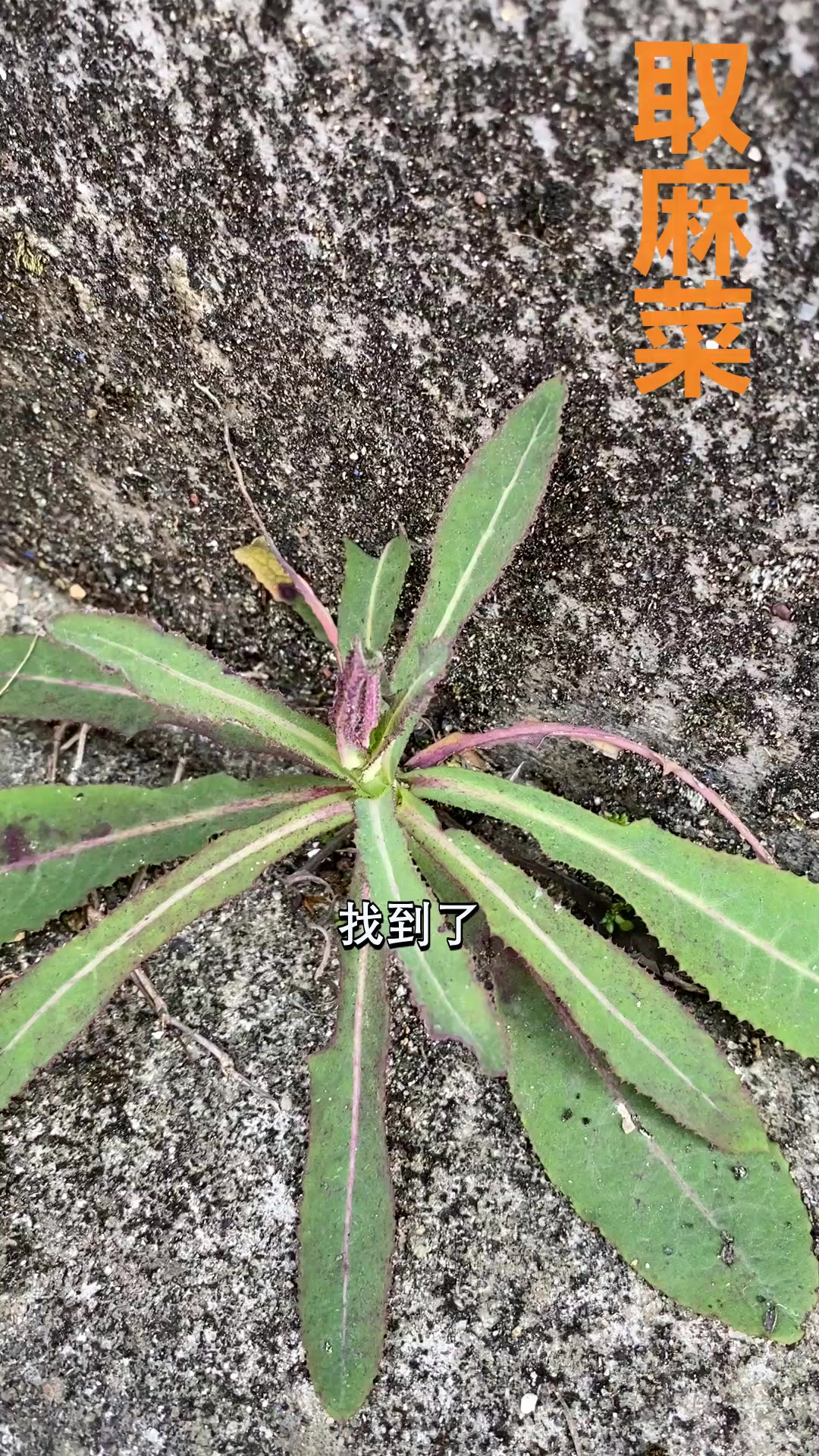 取麻菜，越来越稀少了，需要它的时候才知道很难找