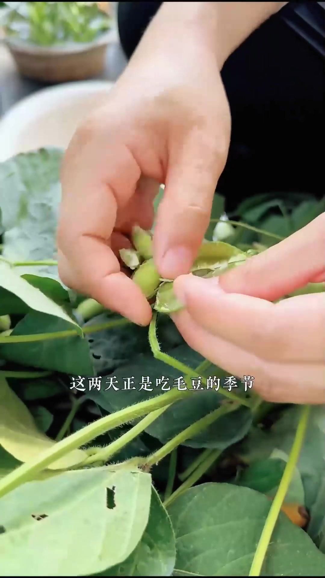 新鲜毛豆的保存方法 像我这样用保鲜袋装好,放冰箱冷冻,下半年
