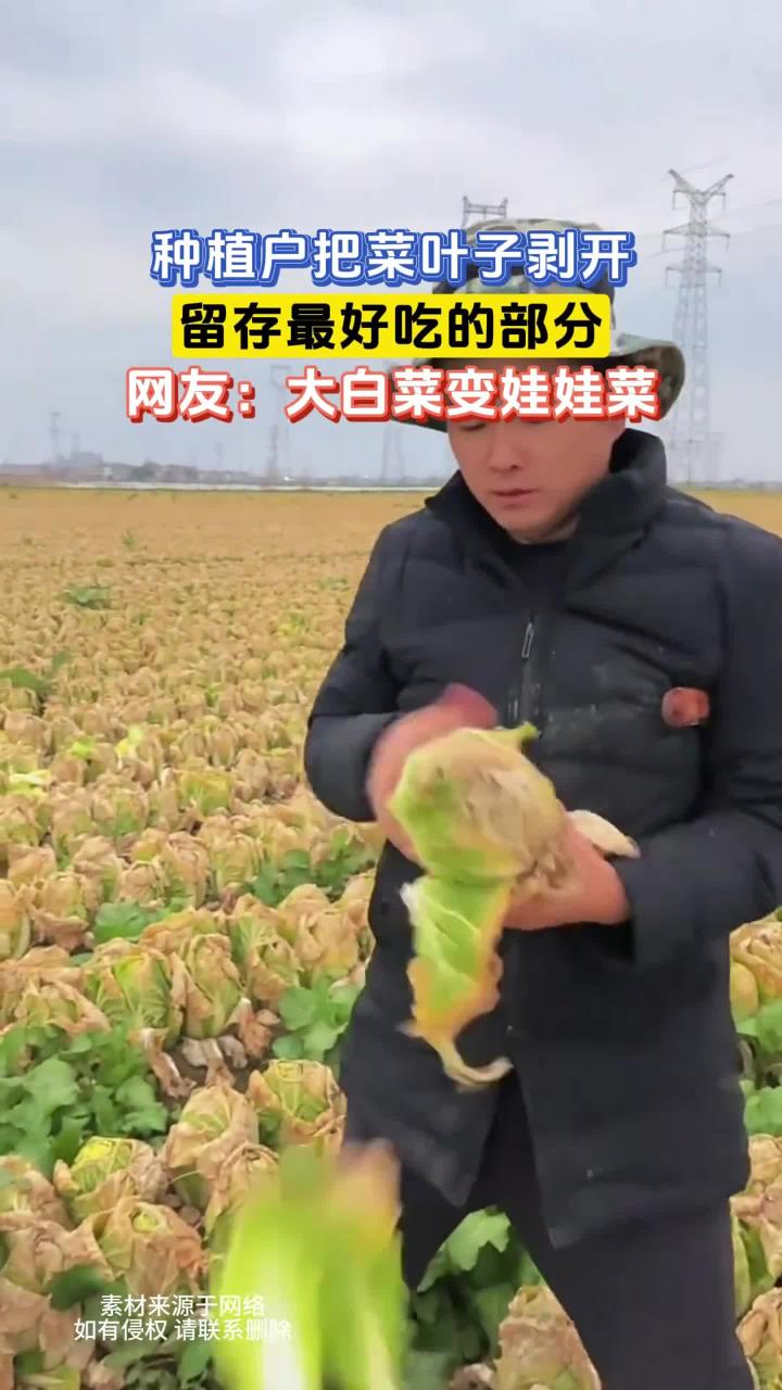 种植户把菜叶子剥开，留存最好吃的部分，网友：大白菜变娃娃菜