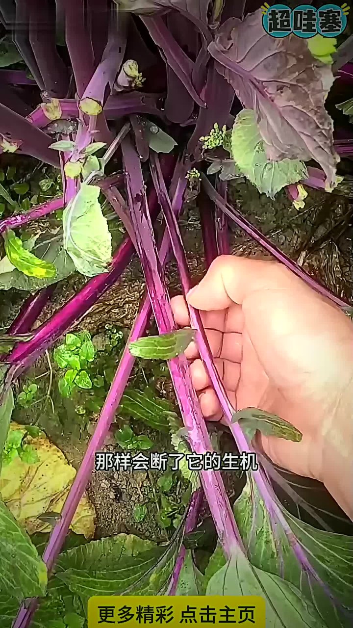 撇红菜心小技巧