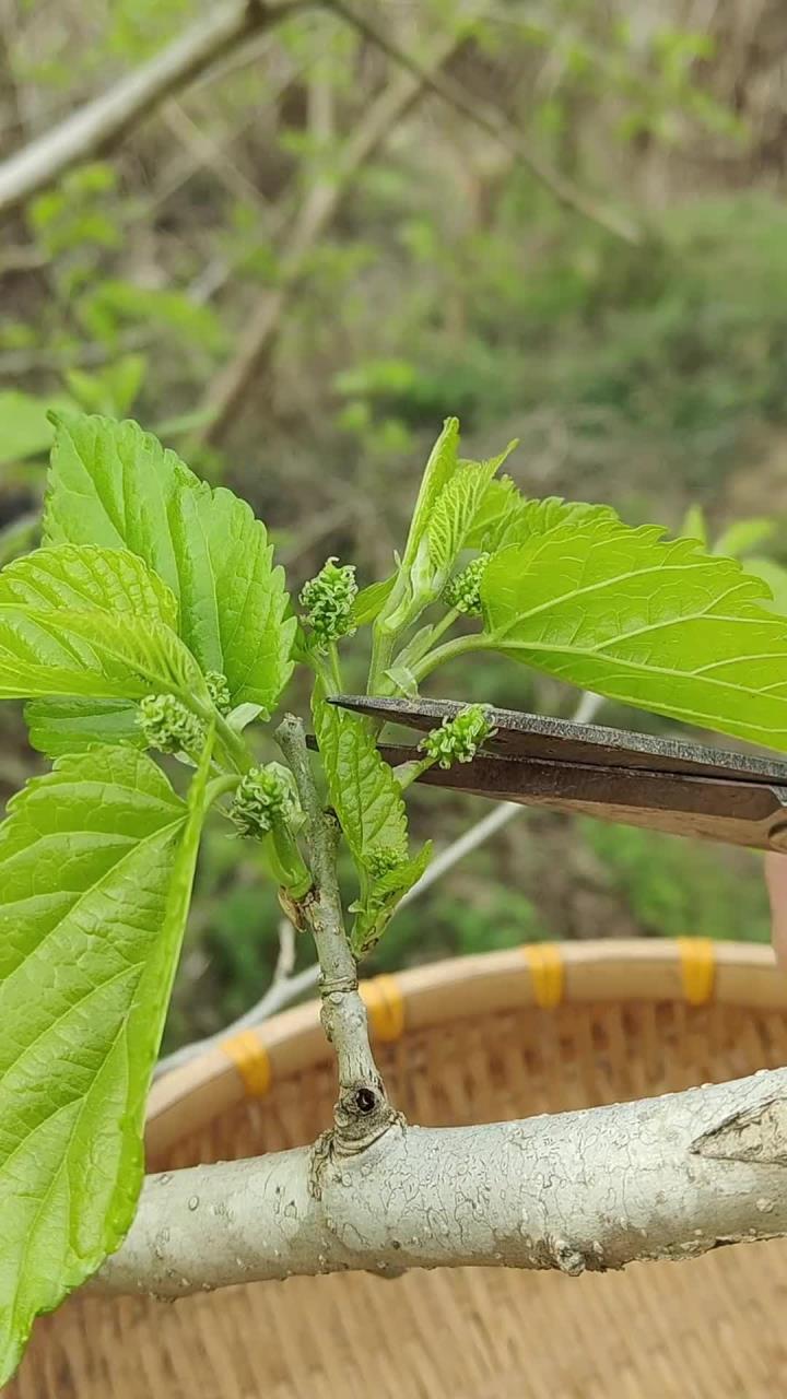 桑叶尖又叫桑芽，被称为长在树上的时令野菜