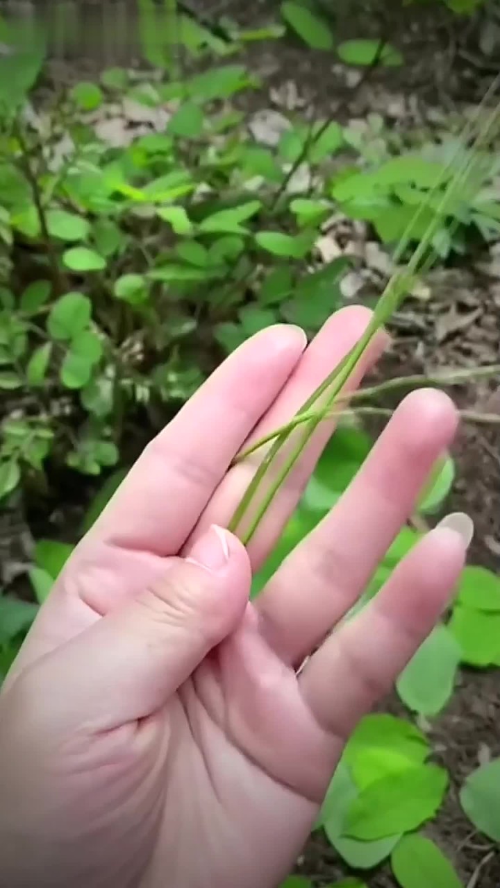 如何用树枝制作一个勺子?这真是一件艺术品啊!