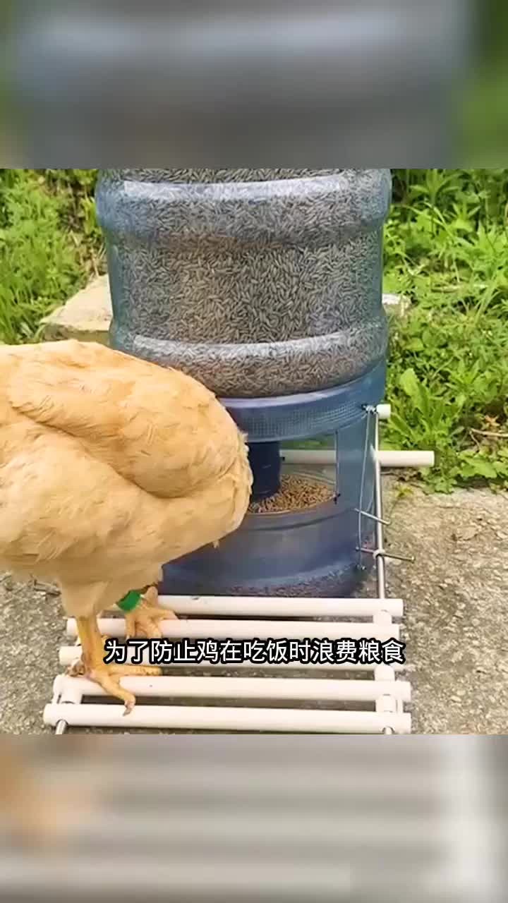 自制喂鸡小神器,厉害
