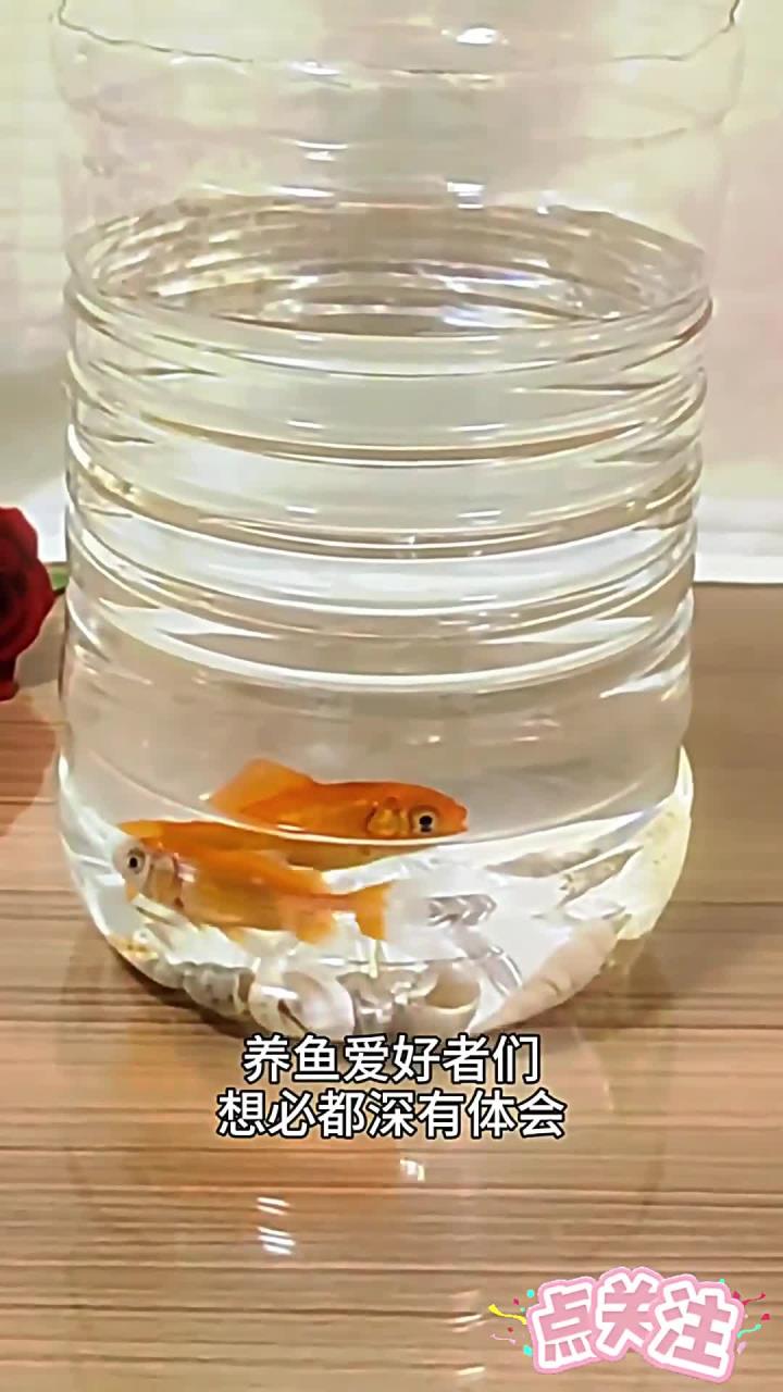 喜欢养鱼的大朋友、小朋友可以这样做一个鱼缸,换水超级方便!