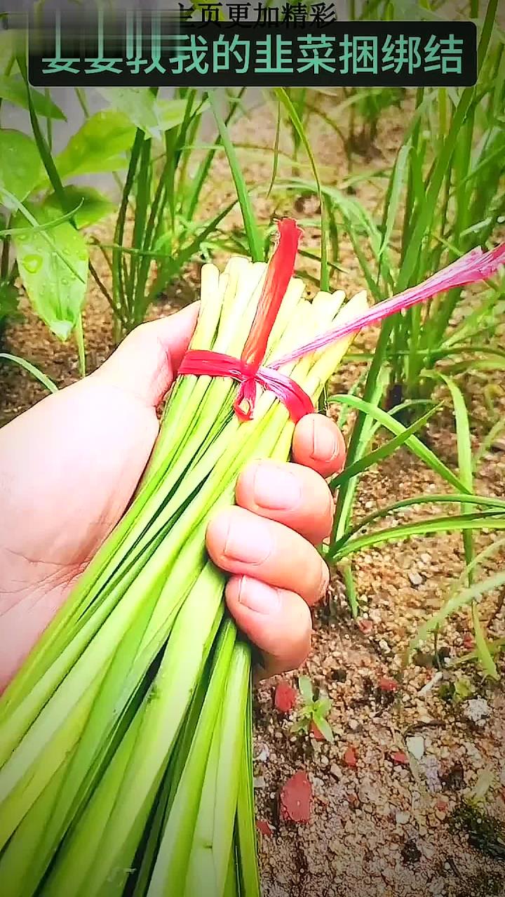 婆婆教我的韭菜捆绑结 (1)