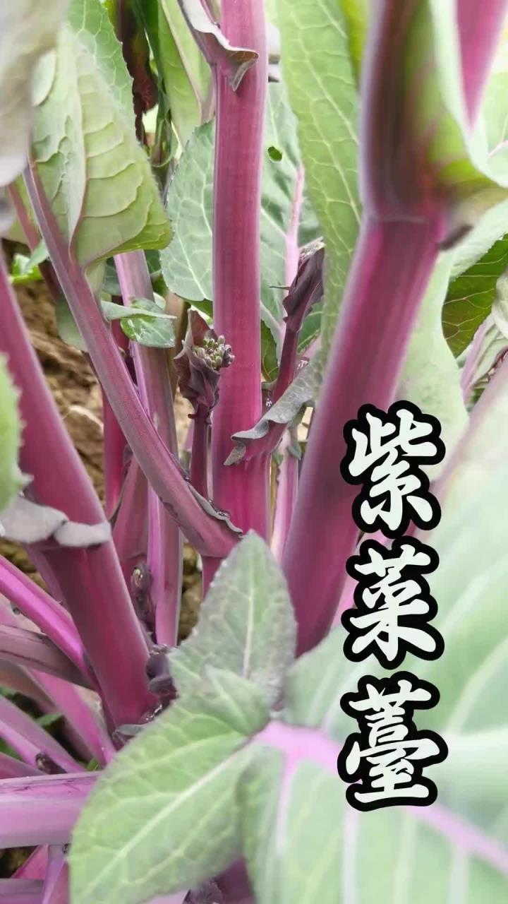 紫菜薹，也叫红菜苔，气温越低越鲜甜，是春节餐桌上的明星
