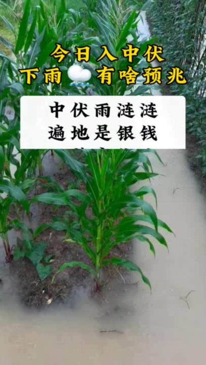 今日入中伏下雨有啥预兆