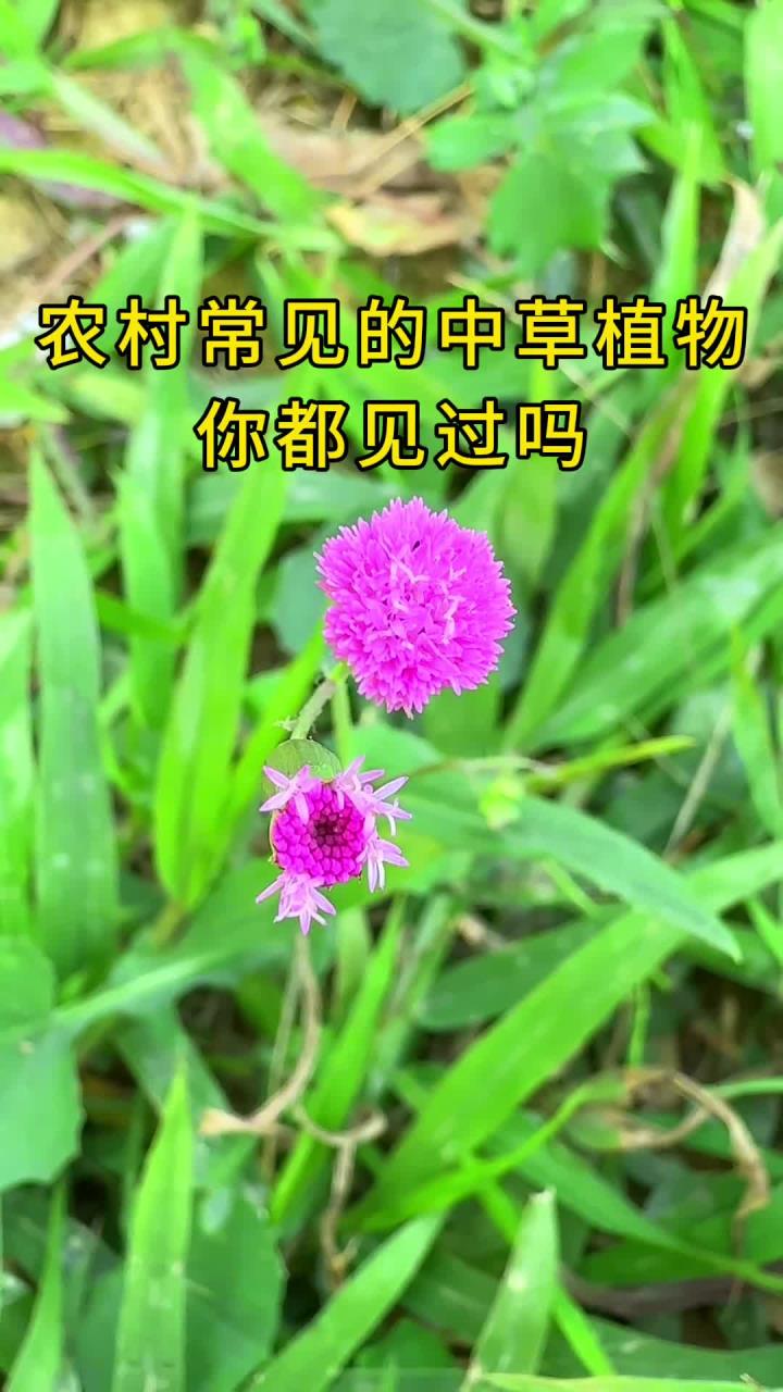 农村常见的中草植物,你认识那几种呢