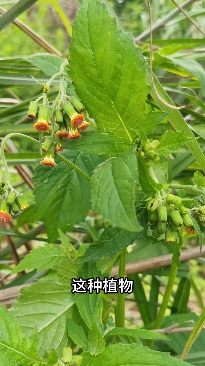 野茼蒿是一种美味野菜，它还有一个名字叫“革命菜”，据说跟琼崖红军有关