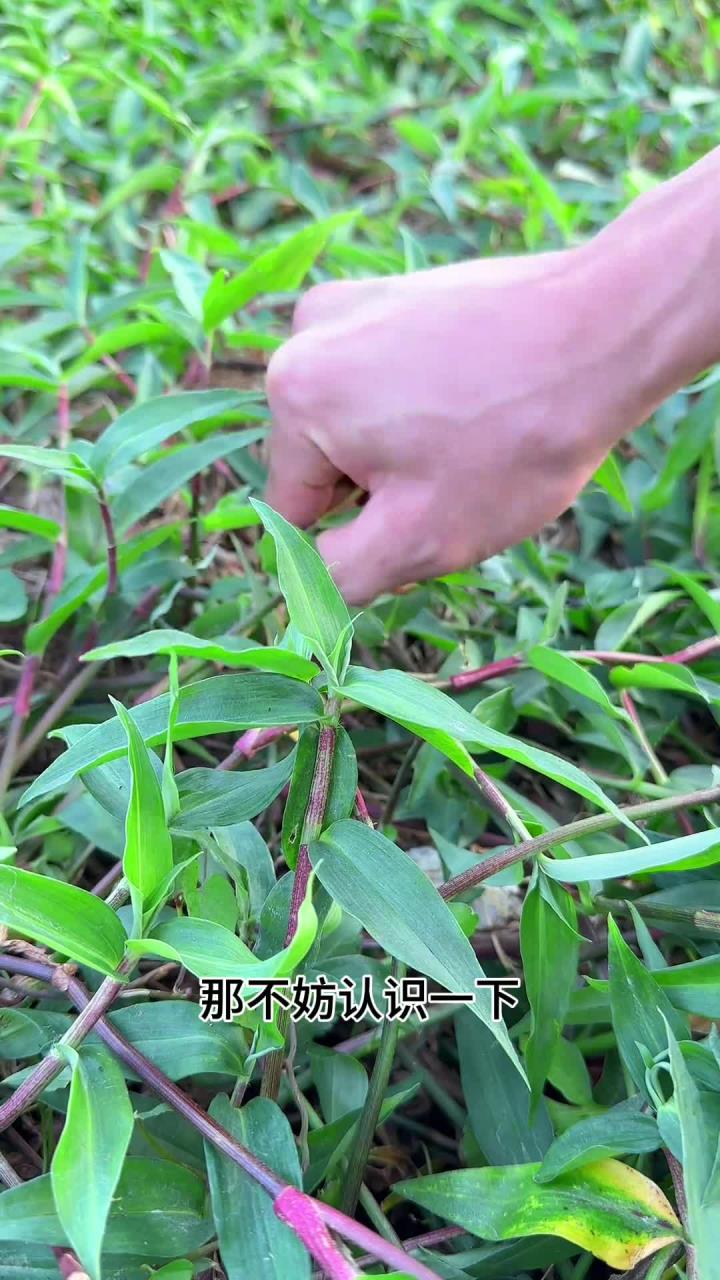 鸭跖草,农村很常见的植物,你见过吗