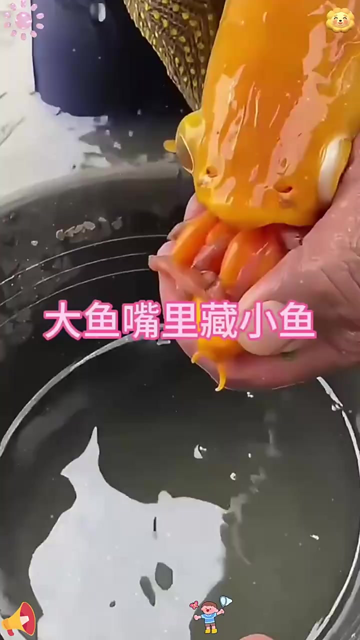 这可真是大鱼吃小鱼鱼妈妈保护小鱼呀