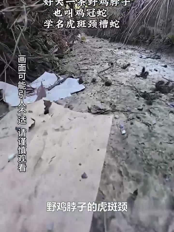 野外偶遇鸡冠蛇吓到腿软