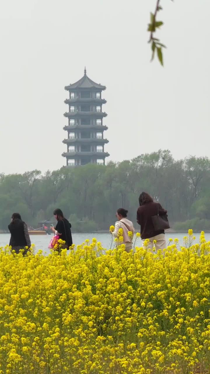溢泉湖美景四月天，杨柳油菜花醉春烟 (1)