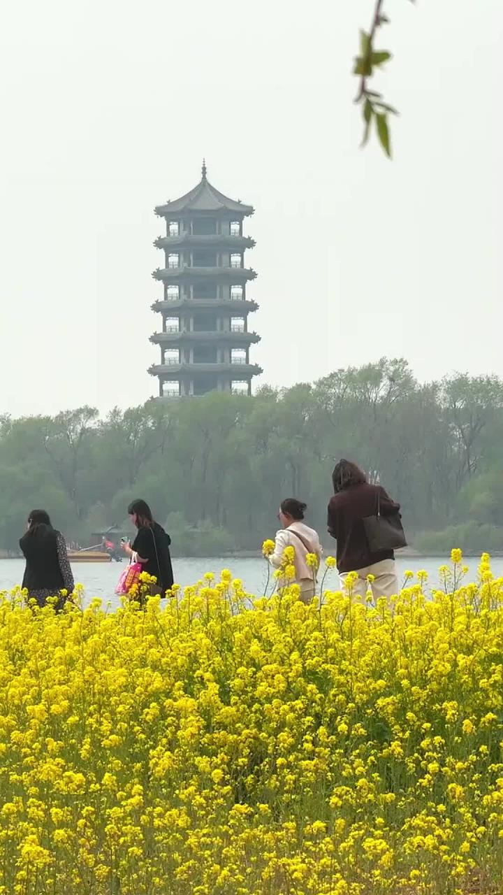 溢泉湖美景四月天,杨柳油菜花醉春烟