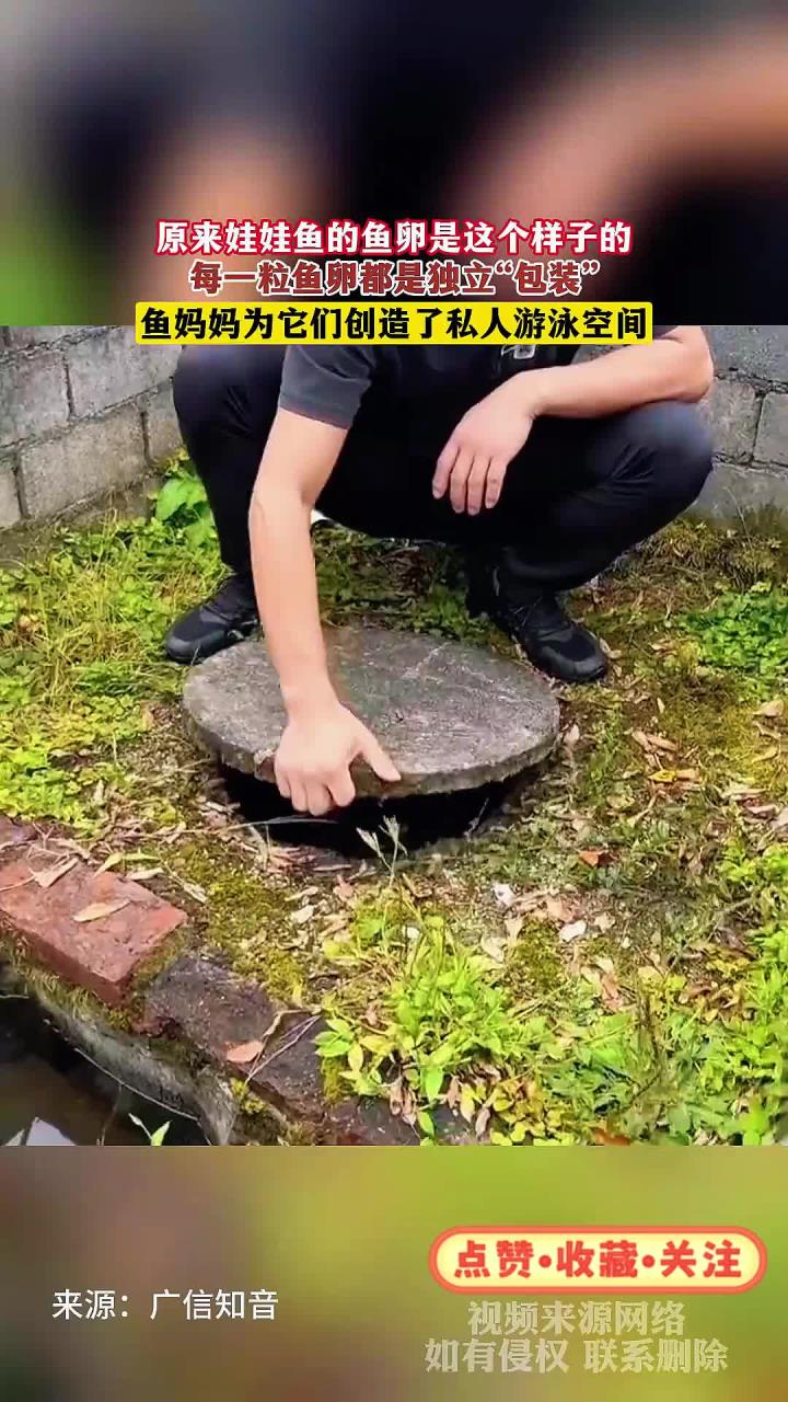 原来娃娃鱼的鱼卵是这个样子的，每一粒鱼卵都是独立“包装”