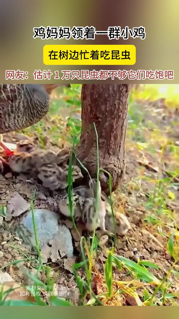 鸡妈妈带着小鸡们,在树木边吃昆虫,网友:估计万只都吃不饱吧