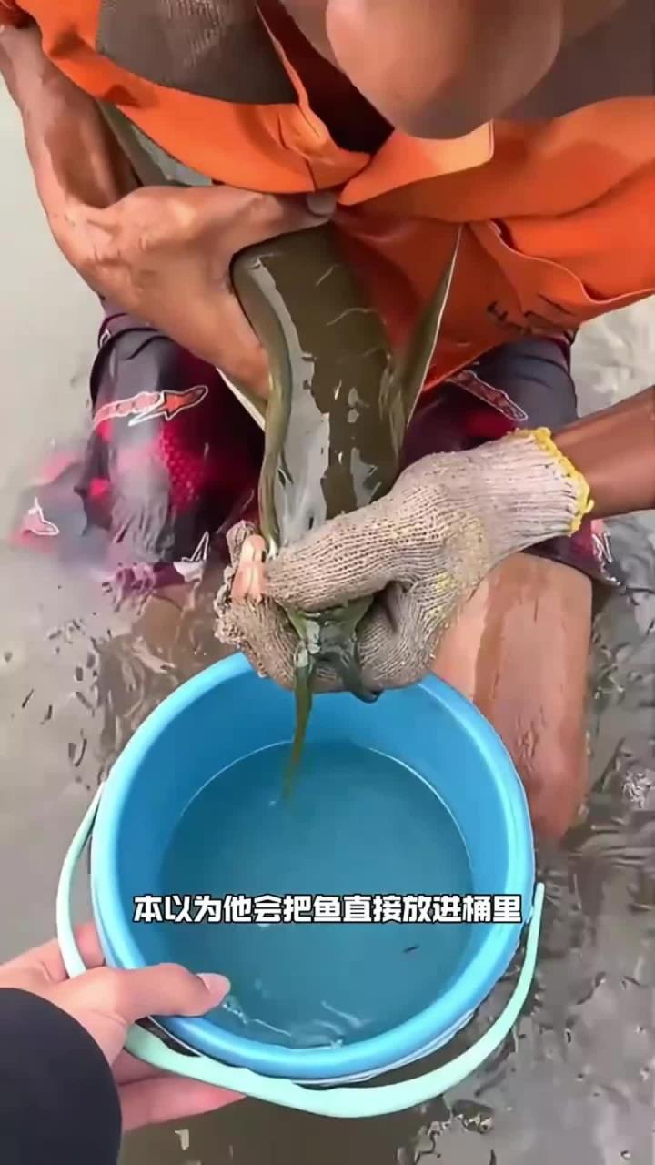 这是什么鱼?居然从鱼嘴里吐出来好多小鱼仔