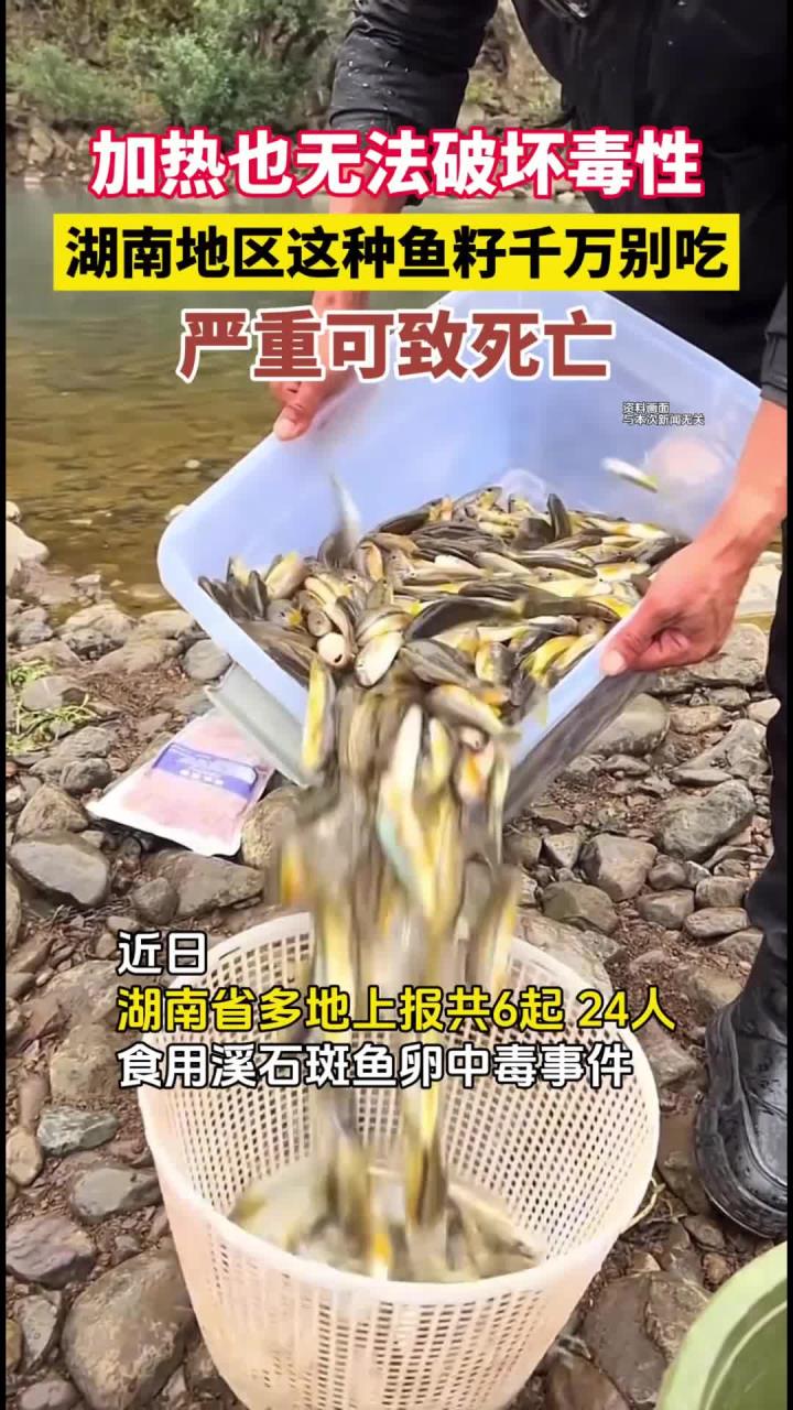 这种鱼不能乱吃!湖南多地上报食用溪石斑鱼卵中毒事件