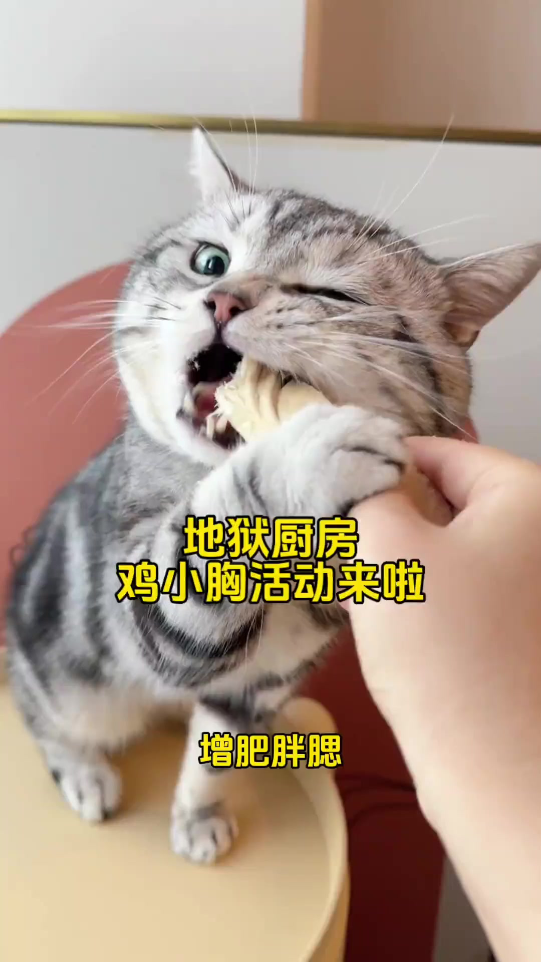 哪只小猫咪会拒绝酥酥tree tree,营养美味的鸡小胸呢?