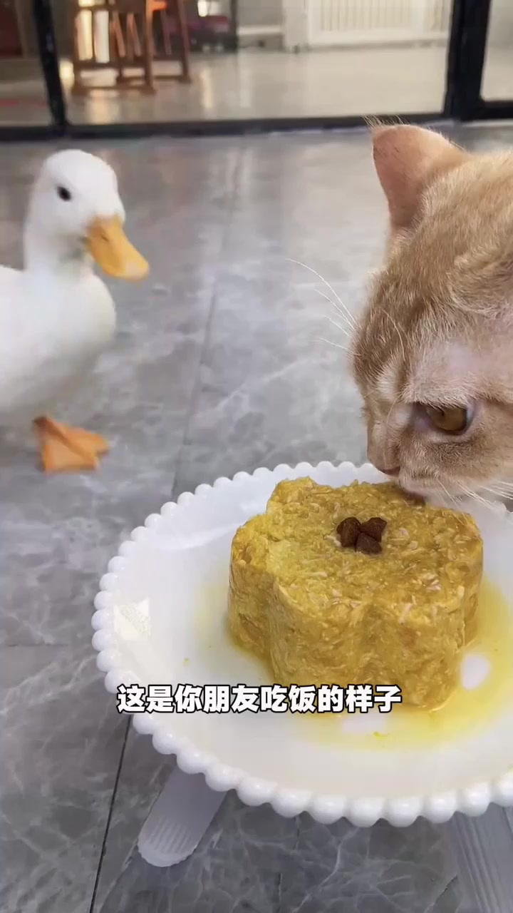 《这是一只宠物鸭》你喜欢柯尔鸭吗?