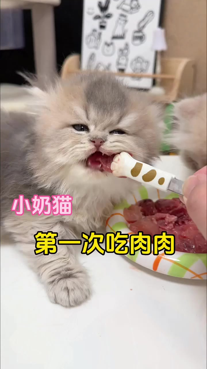 小奶猫第一次吃肉肉,站着就睡着了,太可爱了!